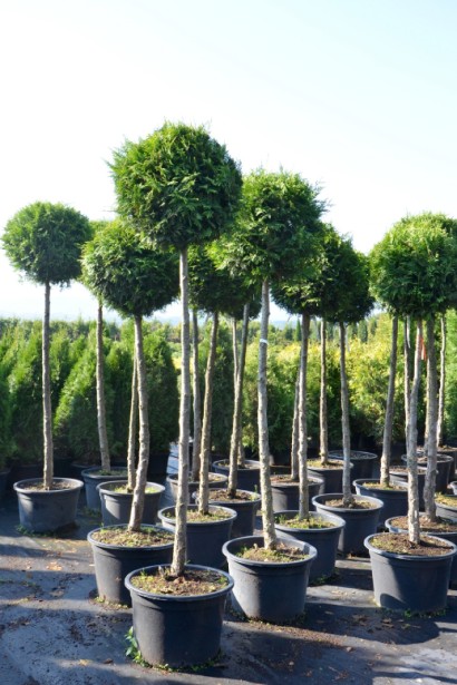 Туя западная  колумна шар на штамбе в контейнере